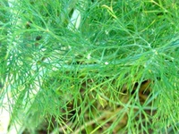 Dereotu Basur Kullanımı ve Faydaları Nelerdir?