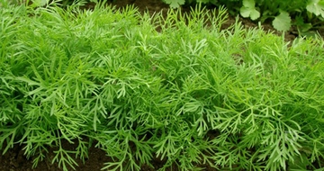 Dereotu ile Zayıflama Yöntemleri