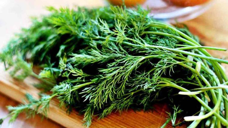 Dereotu Böbreğe Zararlı mı?